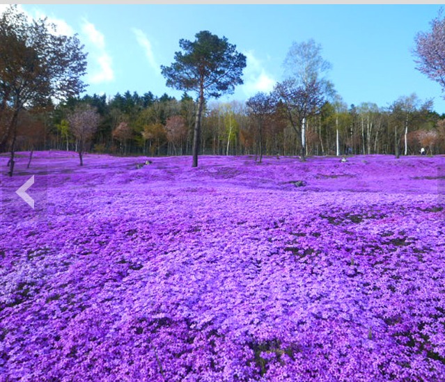 Purple Grass